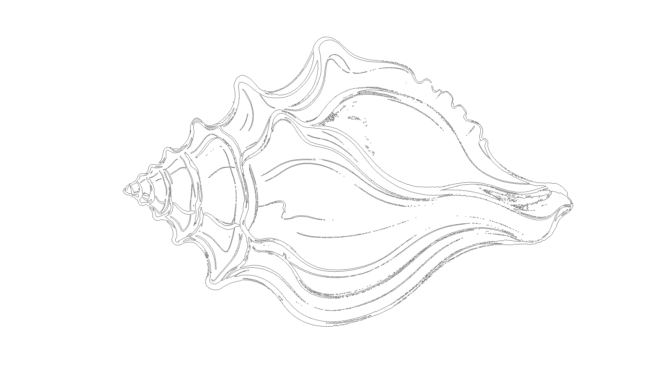 贝壳1