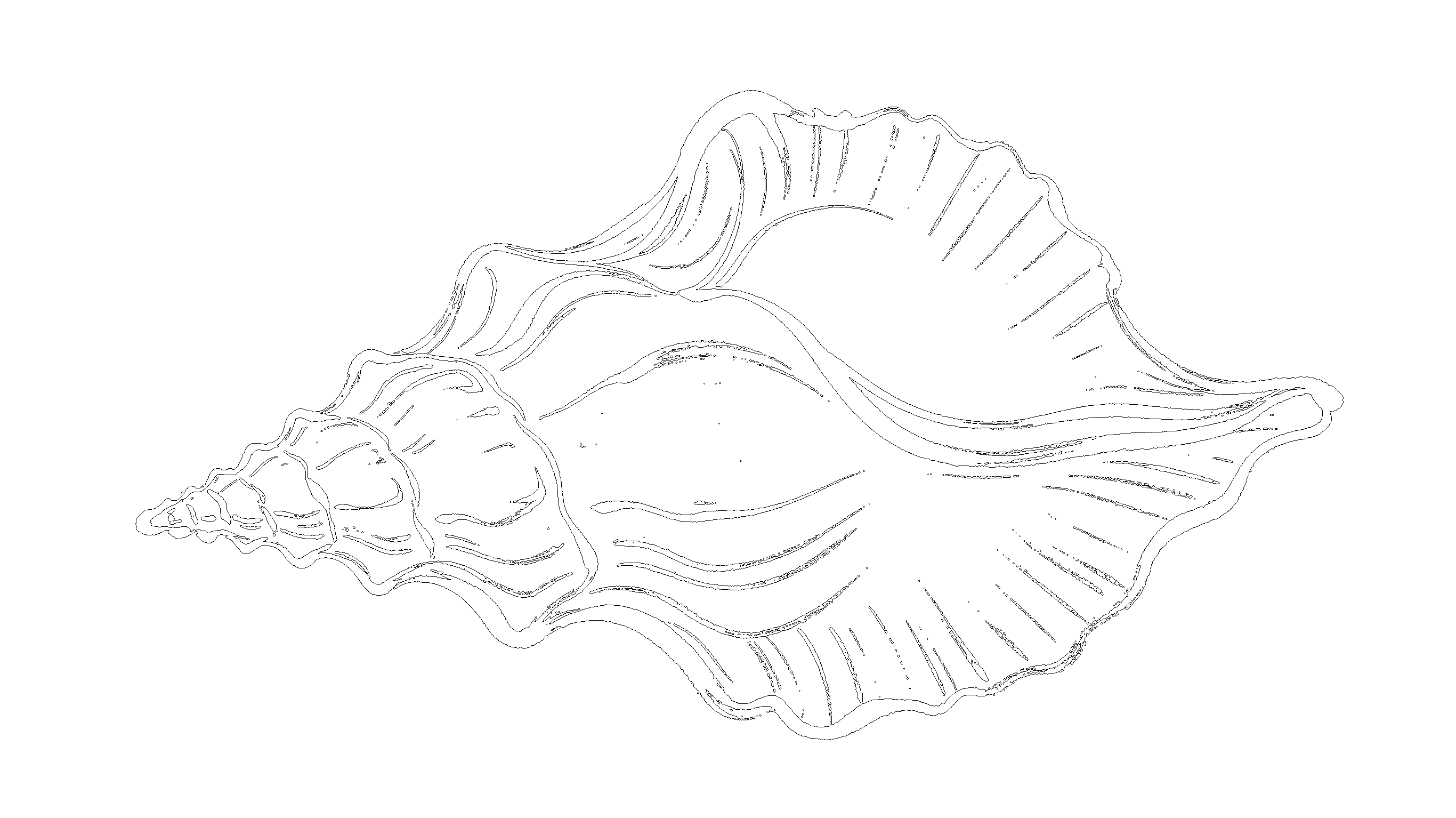 贝壳6